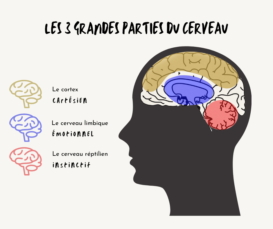 Les émotions(3)
